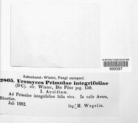 Uromyces primulae-integrifoliae image